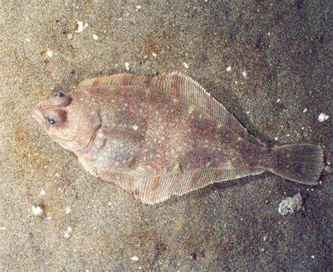 Pacific Sanddab - what to know and where to find — Monterey Bay Fisheries Trust