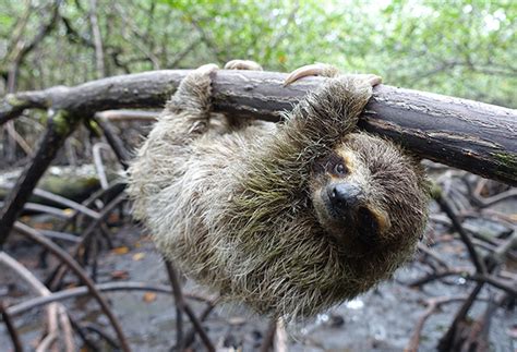 SLOTH CONSERVATION - Slothville