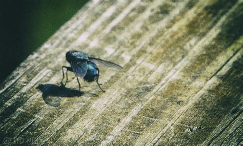 Blue Bottle Fly – A Small Blue Marble