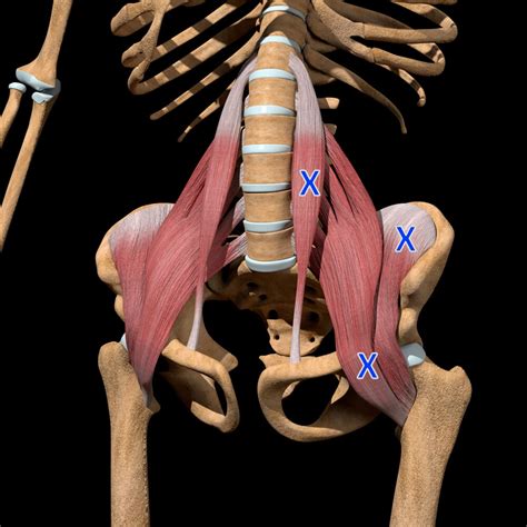 Psoas Major Muscle Origin And Insertion