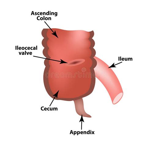 Ileum : Endoscopy Terminal Ileum Normal Finding Doccheck / The ileum ...