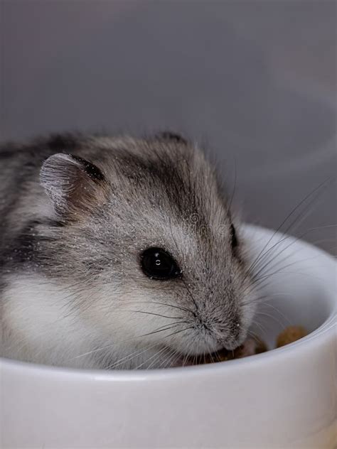 Campbell`s dwarf hamster stock image. Image of foliage - 198552921