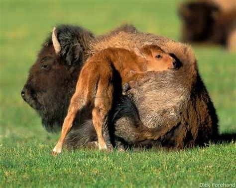 The largest mammal in North America, the AMERICAN BISON/BUFFALO once ...