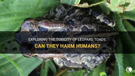 Exploring The Toxicity Of Leopard Toads: Can They Harm Humans? | PetShun