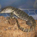 Earless Monitor Lizards Facts and Pictures