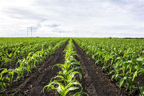 Corn field 776819 Stock Photo at Vecteezy