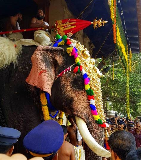 Thrissur pooram - Elephant photos - Kerala Photos - Kerala