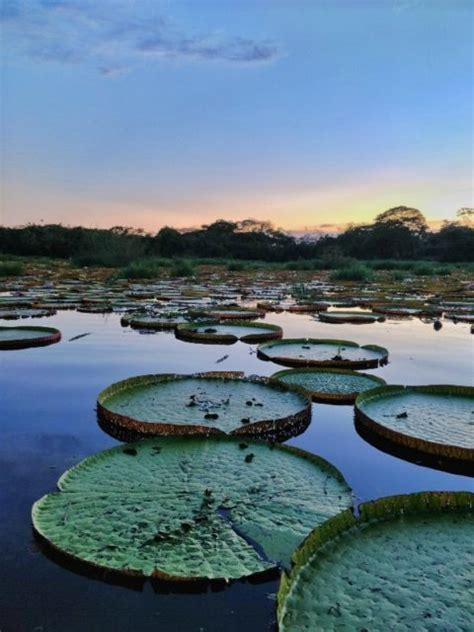 21 Dazzling Tourist Attractions That Will Make You Fall In Love With Guyana