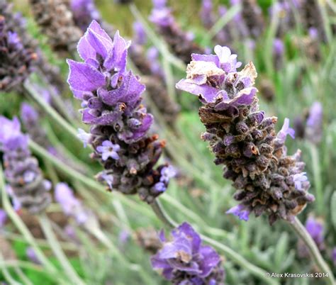 Aggregata Plants & Gardens: French lavender is a great choice for an ...