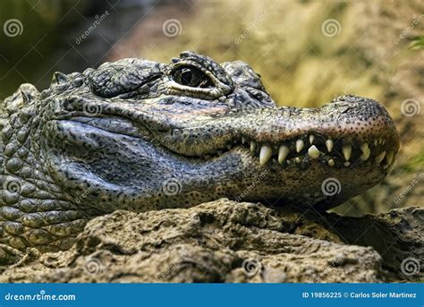 Crocodile Teeth and Detail of the Eye, Semi Hidden Stock Image - Image ...