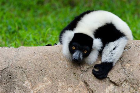 Black and White Ruffed Lemur | Tulsa Zoo