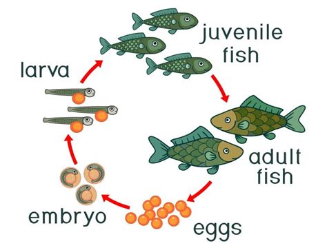 Fish Life Cycle 101: From The Larvae To Senescence | Earth Life