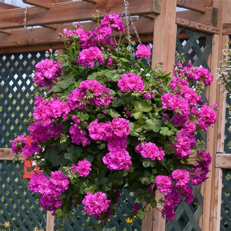 Trailing Geranium Shades Of Pink Collection Plants - Richard Jackson