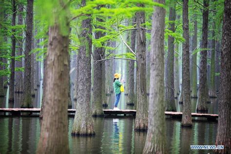 Tourists enjoy leisure time in aquatic forest at Luyang Lake wetland park, Jiangsu - Xinhua ...