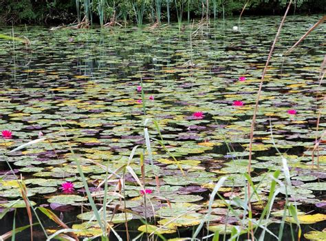 water lilies, water, swamp Wallpaper, HD Flowers 4K Wallpapers, Images and Background ...