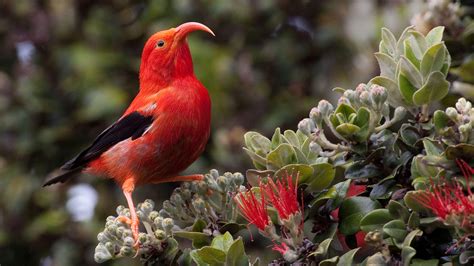 Plants for the Endangered Birds of Hawai'i | Audubon