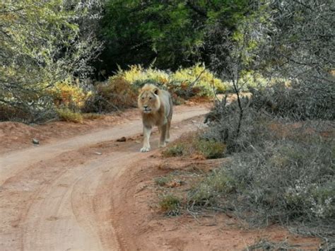 Sanbona Wildlife Reserve | Little Karoo | Exclusive Getaways