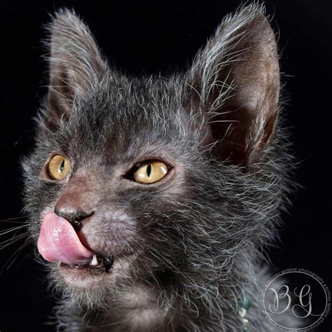 Official Lykoi Cat Channel! - YouTube