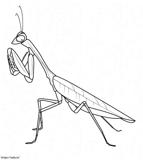 Printable Praying Mantis coloring page