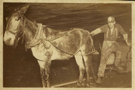 Postcard of Miner with Mule-Drawn Cart in a Shaft of Buxton’s #12 Mine ...