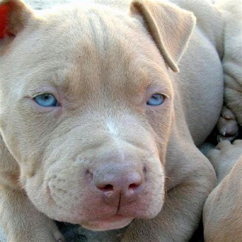 As 25 melhores ideias de Blue fawn pitbull no Pinterest | Pitbull Terrier, Staffordshire bull ...