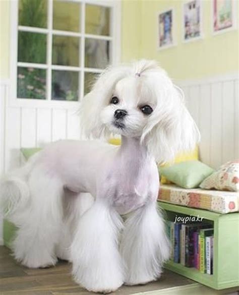 30 Dog Grooming Styles and Haircuts for Your Dog's New Look ...