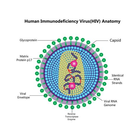 HIV virus structure. Viral infection HIV, AIDS. Sexually transmitted ...