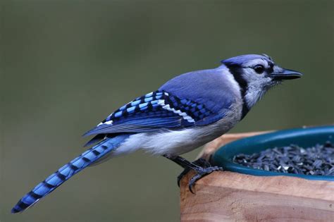 Blue Jay Bird Wallpaper - WallpaperSafari