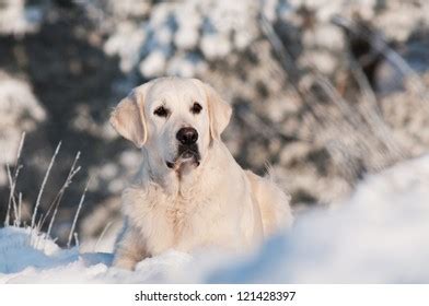 1,483 Brown Golden Retriever Puppy Winter Stock Photos, Images & Photography | Shutterstock