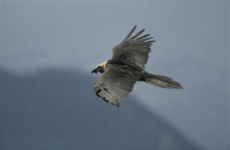 Pyrenees Wildlife - The Adventure Creators