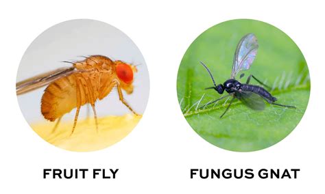 Fungus Gnats vs Fruit Flies: Whats The Difference? – The Mosquito Company