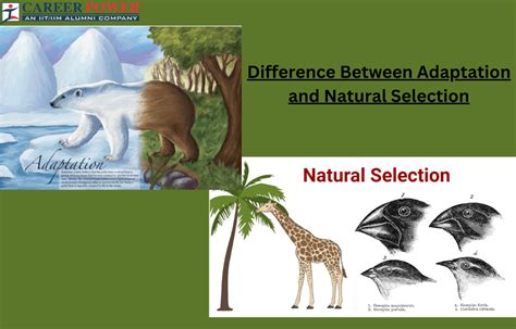 Adaptation and Natural Selection: Definition, Differences, and Importance