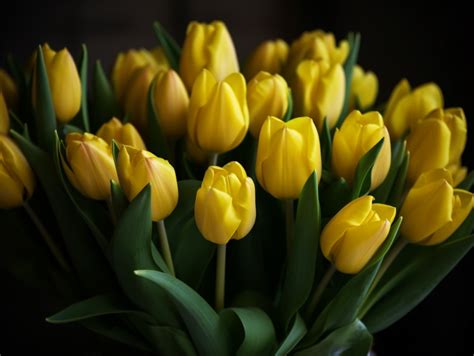 Yellow Tulips Meaning & Symbolism