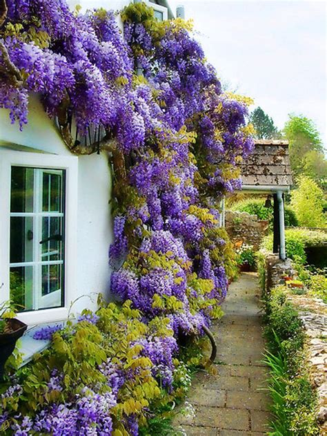 wisteria | Garden cottage, Dikim fikirleri, Gölge bahçe