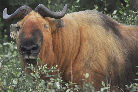 The Legend of Takin - National Animal of Bhutan | Go Bhutan Tours