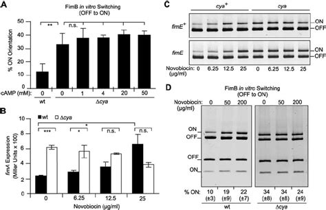 Insights on the mechanism of action of the CRP-cAMP complex in vivo and... | Download Scientific ...