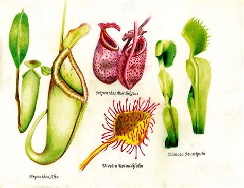 Carnivorous plants, Plants, Carnivorous