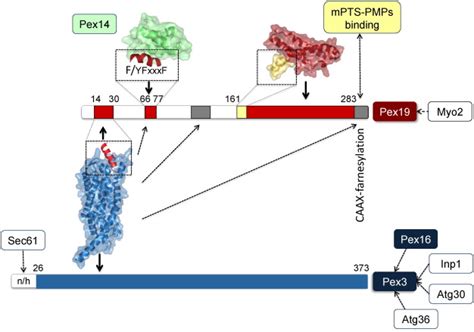 Molecular structures of peroxisomal biogenesis factors and complexes ...