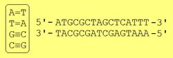 Complementarity (molecular biology) Facts for Kids