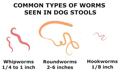 Can You See Round Worms In Dogs Poop