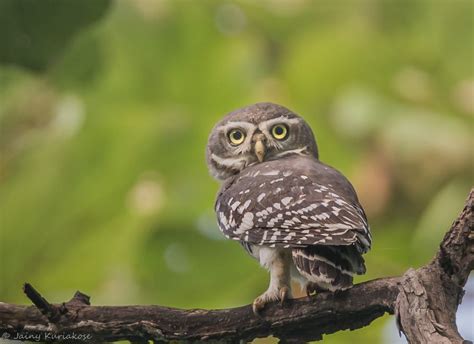 Forest Owlet | Forest Owlet..Native to the forests of central India. Was rediscovered in 1997 ...