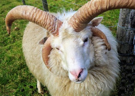 Islandic Sheep with two sets of horns Photograph by Allan Levin