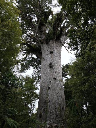 Waipoua Forest - 2020 All You Need to Know BEFORE You Go (with Photos) - Tripadvisor