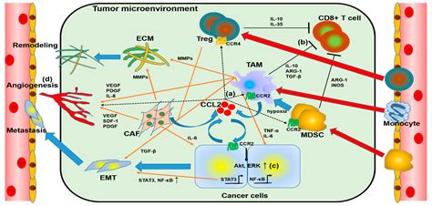 IJMS | Free Full-Text | Roles of CCL2-CCR2 Axis in the Tumor ...