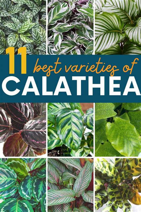 11 Gorgeous Calathea Varieties (with pictures) - Growfully