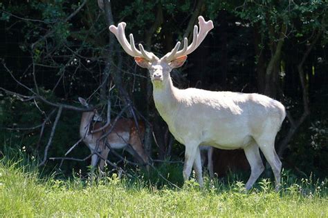 How Rare Are the Piebald Deer? What You Need To Know For Future Hunts