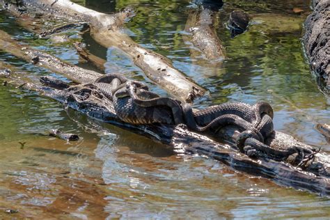 Northern Water Snakes Mating | David Richard | Flickr