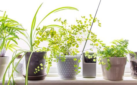 10 Low Light Houseplants to Brighten Your Tiny Apartment - SpaceOptimized