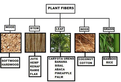 Classification of plant fibers. | Download Scientific Diagram