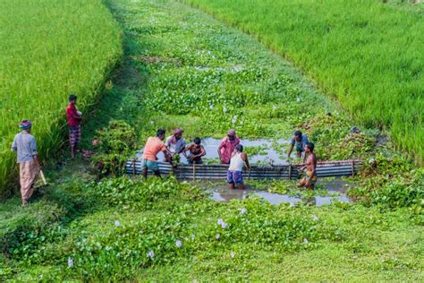 Bangladesh food security increased by farmers' 30-year efforts